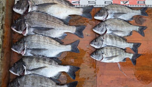 １月１７日　釣果情報