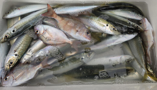 １月２１日　釣果情報