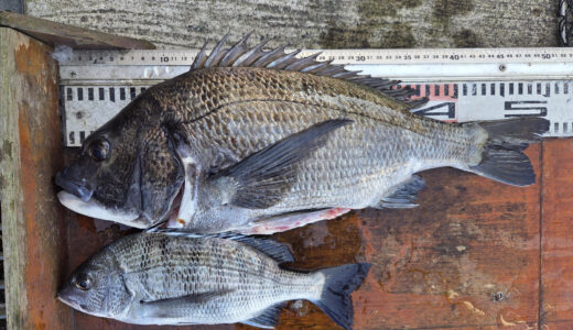 ２月２１日　釣果情報
