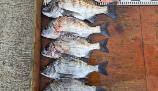 ３月２０日　釣果情報