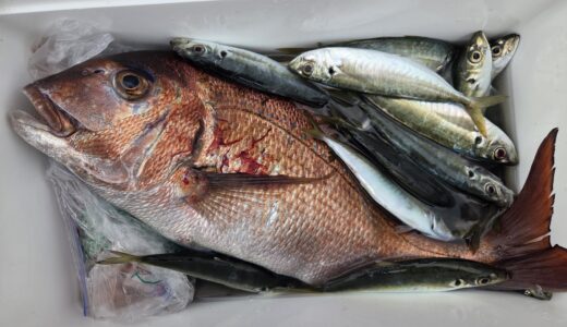 ４月１５日　釣果情報