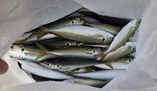 ４月２７日　釣果情報