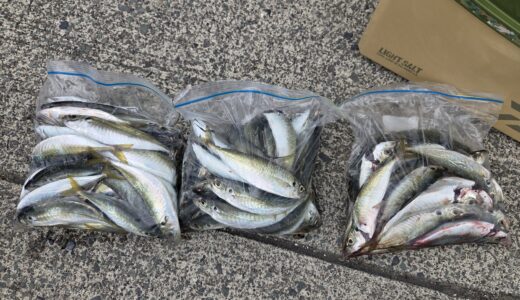 ４月２９日　釣果情報