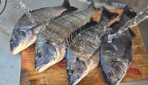 ６月１５日　釣果情報