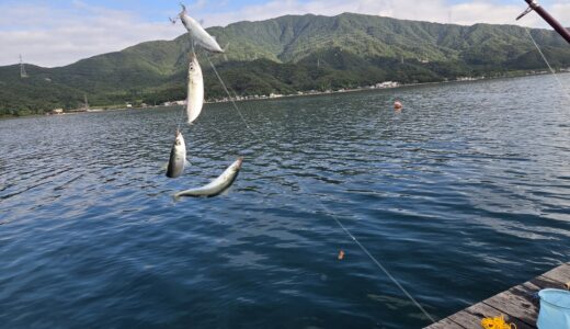 ６月１８日　釣果情報　速報