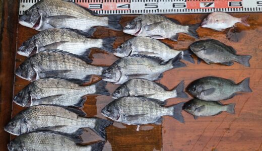６月２５日　釣果情報
