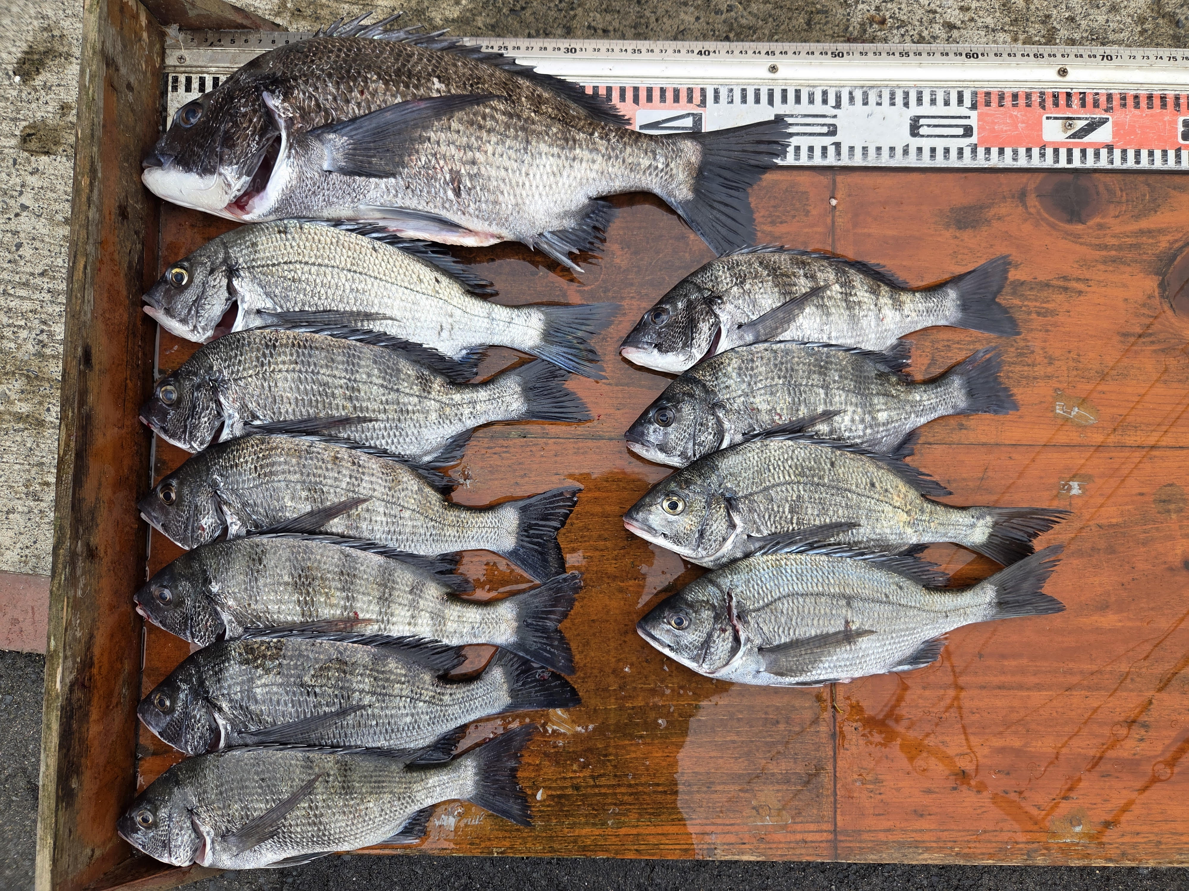 6月5日 釣果情報 | T-ONE Anglers