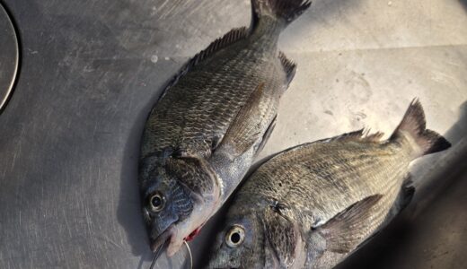６月３０日　釣果情報