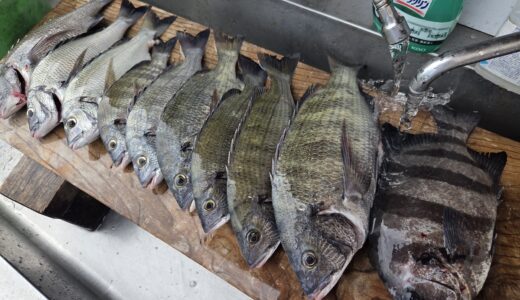 ７月２８日　釣果情報