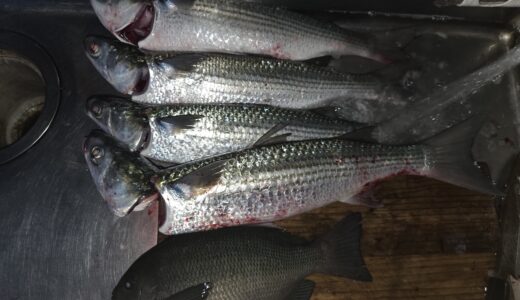 １０月９日　釣果情報